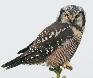 Ууль (Харсуун бэгбаатар)